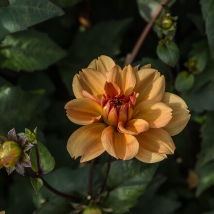 Фотография сделана на pentax k 1 mark ii Фотография сделана на pentax k 1 mark ii
