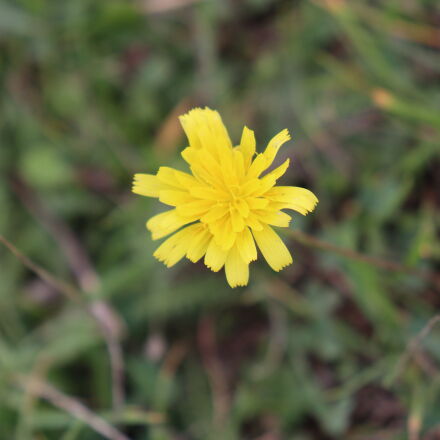 Фотография сделана на canon eos 250d Фотография сделана на canon eos 250d