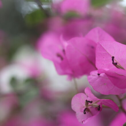Фотография сделана на canon eos 200d