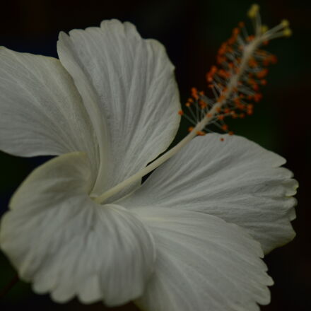 Фотография сделана на nikon d3200