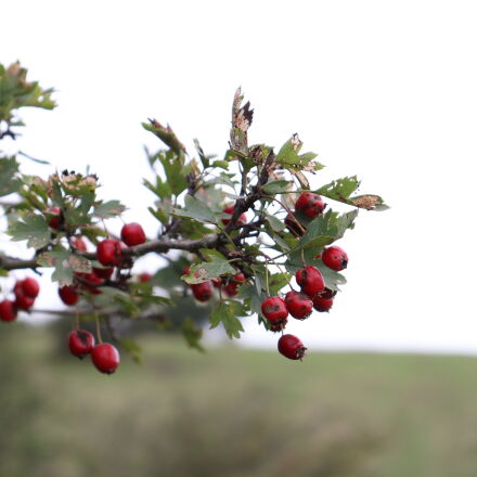 Фотография сделана на canon eos 250d Фотография сделана на canon eos 250d