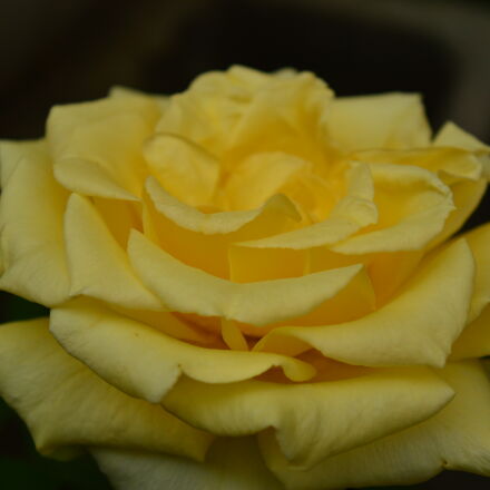 Фотография сделана на nikon d3200