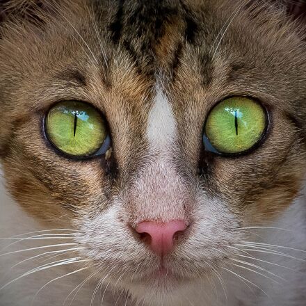Фотография сделана на nikon d500 Фотография сделана на nikon d500