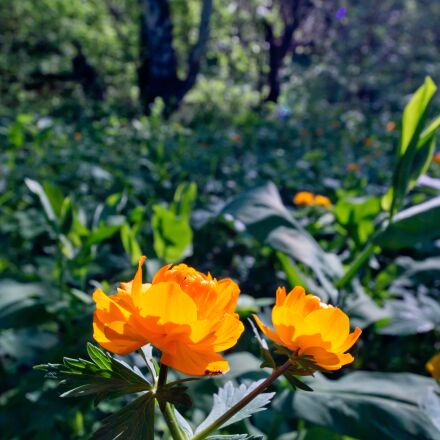 Фотография сделана на sony alpha ilce 7rm5 body