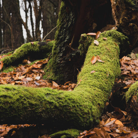 Фотография сделана на nikon d750