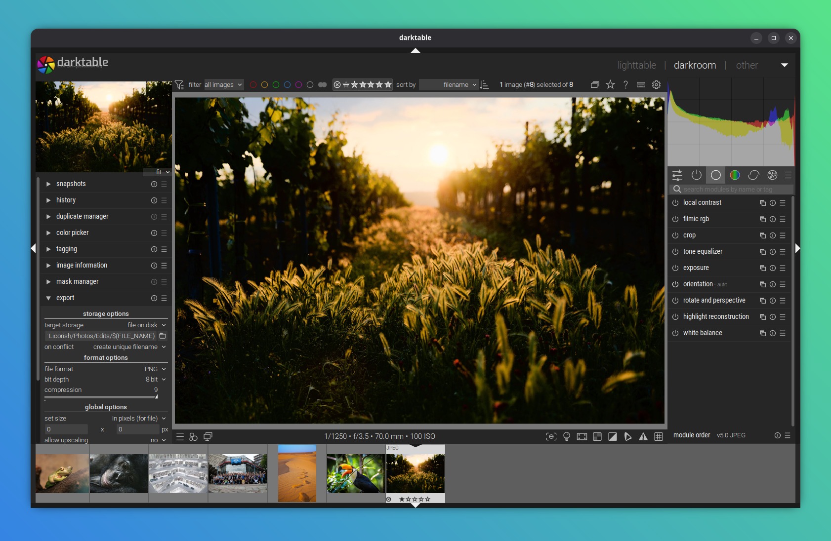 Рабочая область darktable в режиме darkroom с гистограммой, модулями обработки и лентой кадров